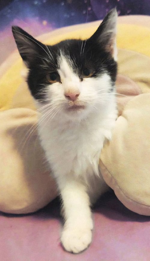 KITTEN PICKLES - Tuxedo available for adoption