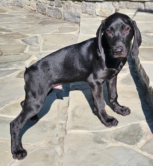 PUPPY JAY JAY - Black Labrador Retriever available for adoption