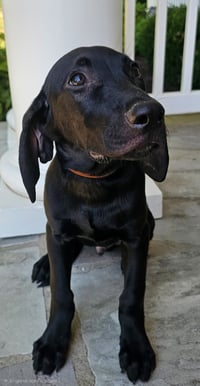PUPPY JAY JAY - Photo 3