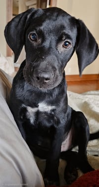 PUPPY JAY JAY - Photo 1
