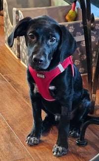 PUPPY JAY JAY - Photo 4