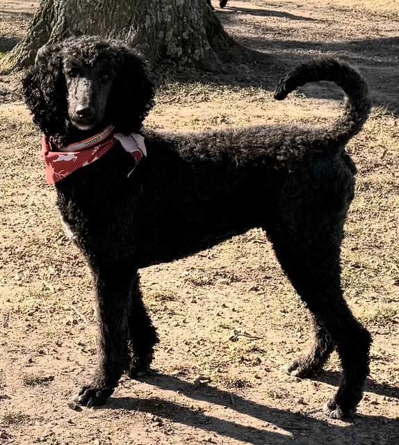 MESHELLE MABELLE - Poodle (Standard) available for adoption