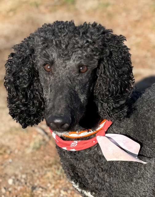 MESHELLE MABELLE - Poodle (Standard) available for adoption