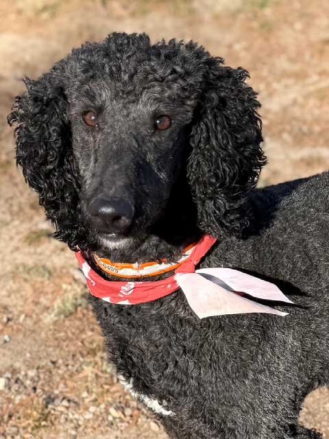 MESHELLE MABELLE - Photo 4