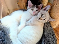 KITTEN EDWARD - Photo 3