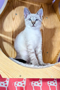 KITTEN EDWARD - Photo 4