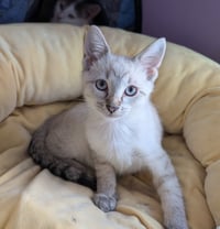 KITTEN EDWARD - Photo 2