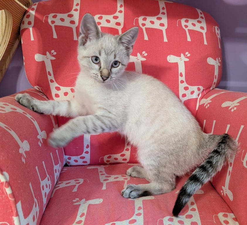 KITTEN EDWARD Image