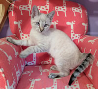 KITTEN EDWARD - Photo 1