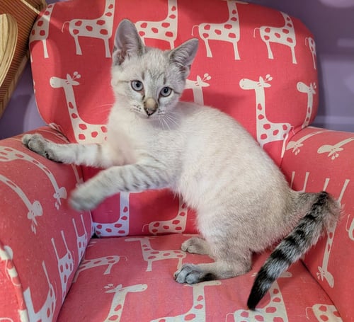 KITTEN EDWARD - Domestic Medium Hair available for adoption