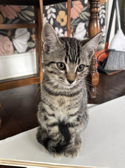KITTEN SWEET SYD - Tabby available for adoption