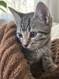 KITTEN SWEET SYD - Photo 2