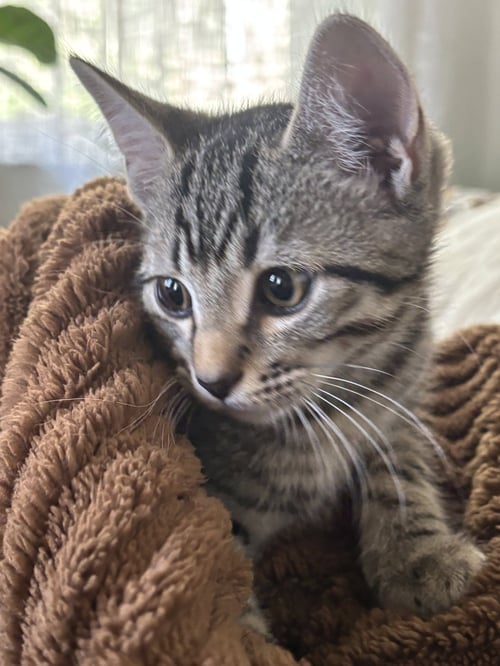 KITTEN SWEET SYD - Tabby available for adoption