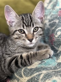KITTEN SWEET SYD - Photo 4