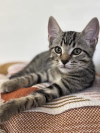 KITTEN SWEET SYD - Photo 3