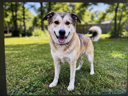 FABULOUS FREYA - German Shepherd Dog / Husky available for adoption