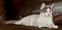 KITTEN GASTON - Photo 3