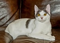 KITTEN GASTON - Photo 2