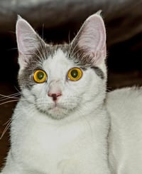 KITTEN GASTON - Photo 1