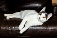 KITTEN GASTON - Photo 4