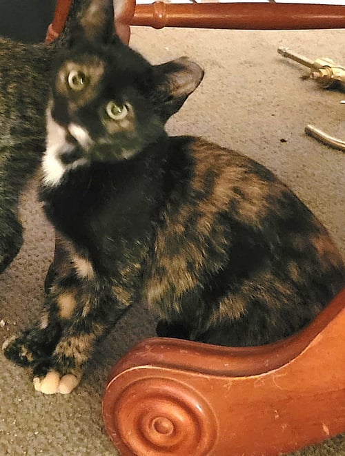 KITTEN TORRIE THE TORTIE - Tortoiseshell available for adoption