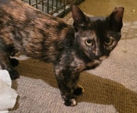 KITTEN TORRIE THE TORTIE - Photo 3
