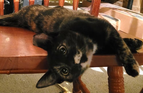 KITTEN TORRIE THE TORTIE - Tortoiseshell available for adoption