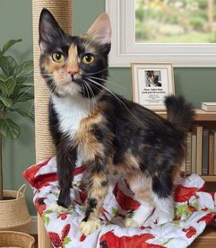 FIONA - Domestic Short Hair available for adoption