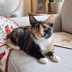 FIONA Image