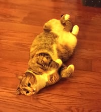 KITTY PHABULOUS PHILOMENA - Photo 4