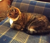 KITTY PHABULOUS PHILOMENA - Photo 3