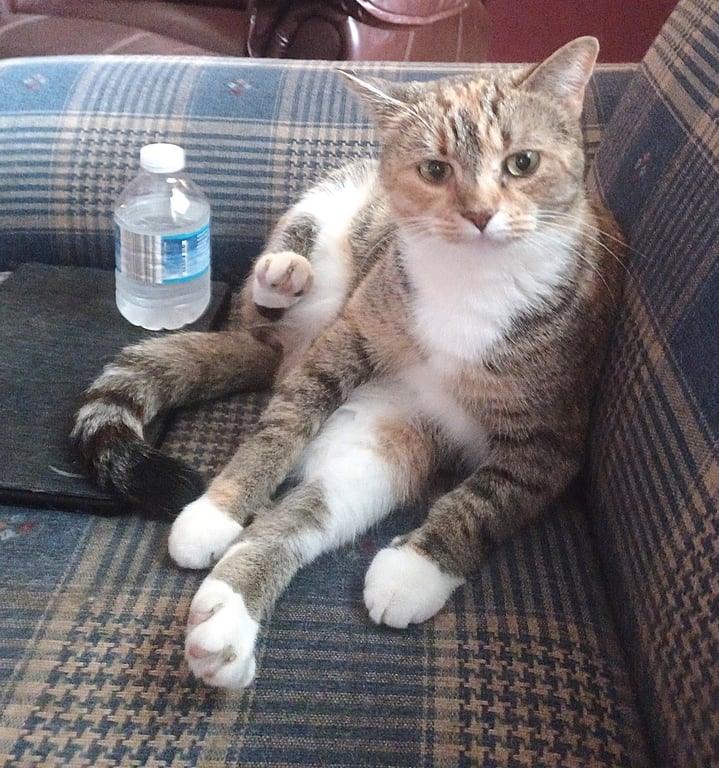 KITTY PHABULOUS PHILOMENA Image