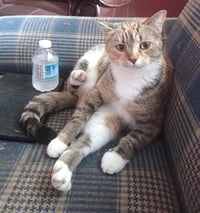 KITTY PHABULOUS PHILOMENA - Photo 1