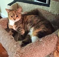 KITTY PHABULOUS PHILOMENA - Photo 2