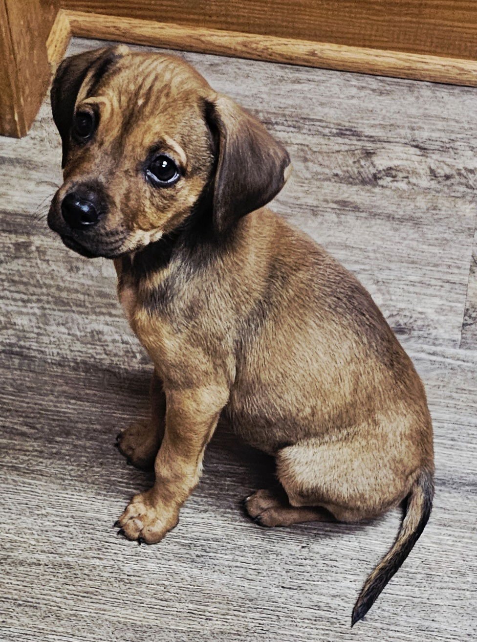 PUPPY LOVEY - Beagle available for adoption