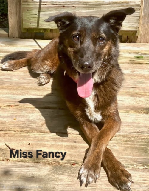 MISS FANCY - Australian Shepherd available for adoption