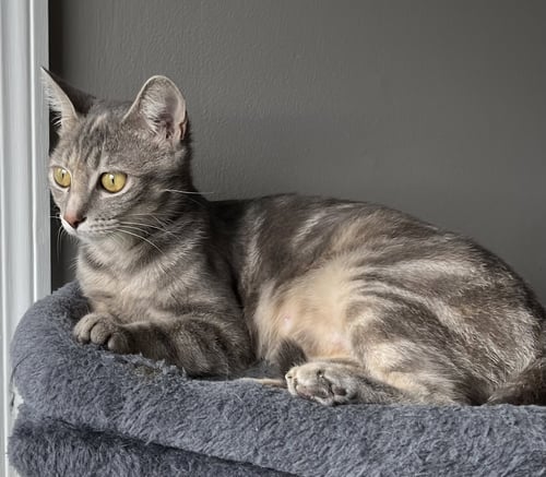 MEREDITH GREY - Tabby available for adoption
