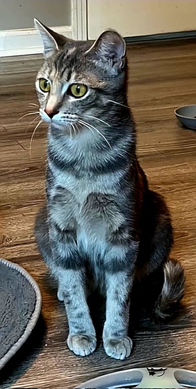 MEREDITH GREY Image