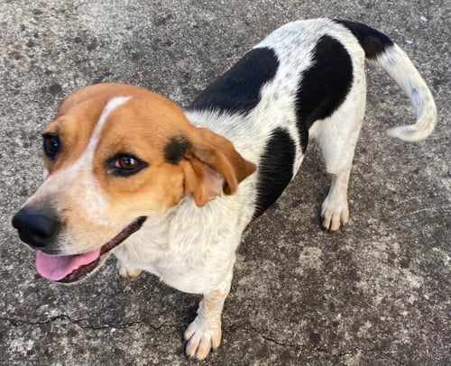 KENNY B - Beagle available for adoption