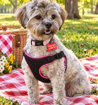 PRETTY PORTIA - Photo 1