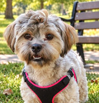 PRETTY PORTIA - Photo 4