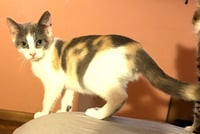 KITTEN HAZEL - Photo 1