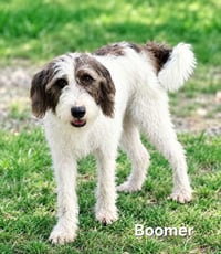 BOOMER - Photo 3