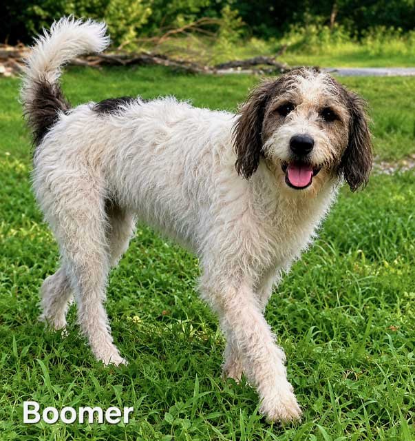 BOOMER Image
