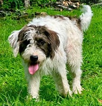 BOOMER - Photo 4