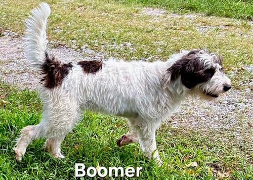 BOOMER - Poodle (Standard) available for adoption