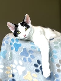 KITTEN ZETA - Photo 3