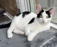 KITTEN ZETA - Photo 2