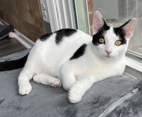 KITTEN ZETA - Domestic Short Hair available for adoption