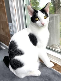 KITTEN ZETA - Photo 1